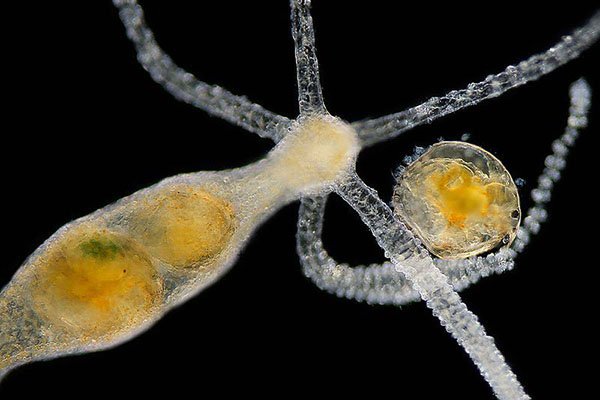 Кракен наркотики россия