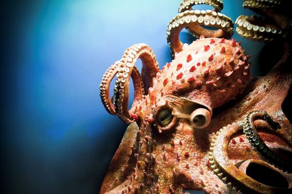 Kraken darknet зеркала