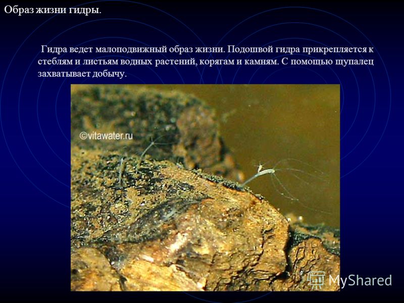 Рабочий кракен